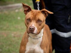 Adote um Guardião: à espera de uma família, cães buscam uma nova chance em Barueri
