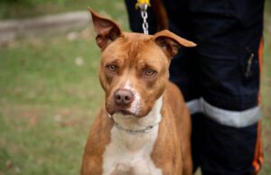 Adote um Guardião: à espera de uma família, cães buscam uma nova chance em Barueri