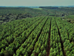 Ao revitalizar 56 mil equipamentos e compensar 83 mil toneladas de CO₂, empresa de TI conquista certificação Empresa B