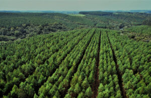 Ao revitalizar 56 mil equipamentos e compensar 83 mil toneladas de CO₂, empresa de TI conquista certificação Empresa B
