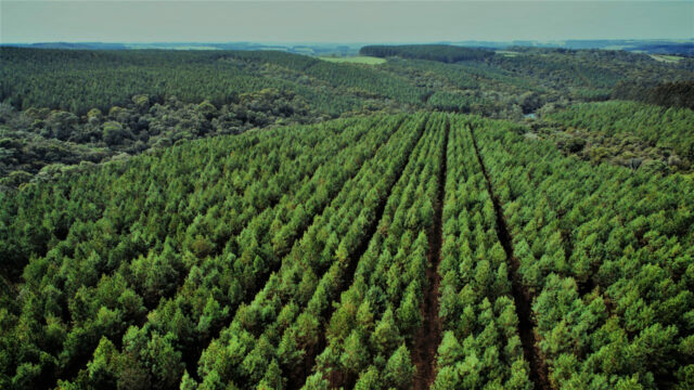 GreenCarbon-0071