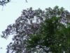 Atividades diversas marcam Semana da Árvore em Osasco