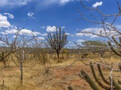 BNDES, BNB e Ministério do Meio Ambiente abrem 2º ciclo de apoio a projetos de recuperação da Caatinga com cerca de R$ 30 milhões em nove estados
