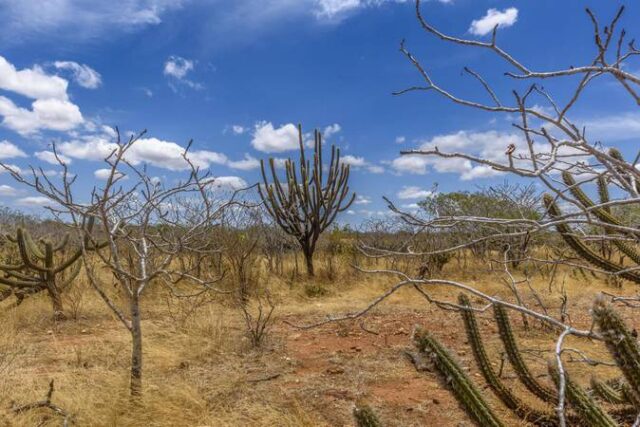 Caatinga
